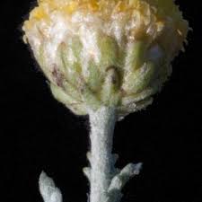 Image result for Nolletia zambesica