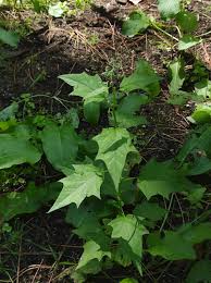 Image result for Chenopodiastrum