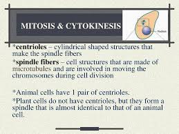We did not find results for: Mitosis Cytokinesis Centrioles Cylindrical Shaped Structures That Make The Spindle Fibers Spindle Fibers Cell Structures That Are Made Of Microtubules Ppt Download