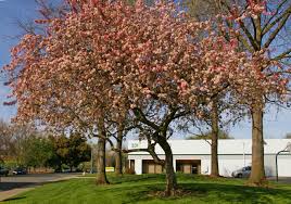 Many 1 white flowers with dark pink undersides, late spring. Shady Eighty Sacramento Tree Foundation
