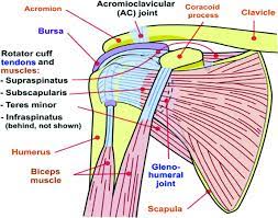 Shoulder tendonitis is painful, frustrating, and interferes with basic daily activities. Automated Diagnosis Of Shoulder Pain Using Regression Algorithms Springerlink
