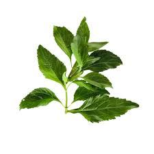 Image result for Adenostemma afrum