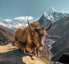 Image result for yak