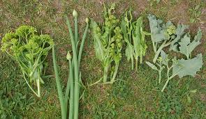 Image result for Crambe hispanica