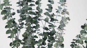 Order fresh greenery for your event directly from grower always on time delivery Stabilised Eucalyptus Baby Blue Preserved Eucalyptus Baby Blue For Sale Green Wholesale Si Nature