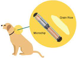 Everything You Need To Know About Microchipping Your Dog