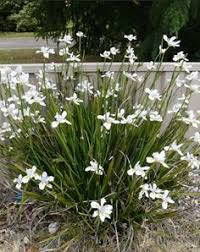 We did not find results for: 9 Butterfly Attracting Native Aus Plants Ideas Plants Australian Native Plants Native Plants