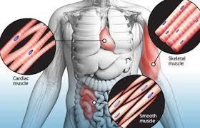 Myocarditis Symptoms Causes Treatment Recovery Time