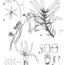 Image result for Summerhayesia zambesiaca