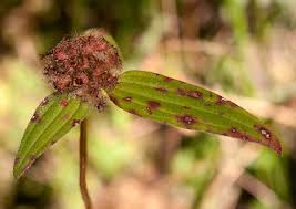 Image result for Antherotoma naudinii