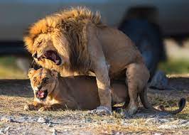 Fișier:African Lion Mating pair Serengeti NP, Tanzania (48891220877).jpg -  Wikipedia