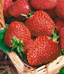 Www baldur garten de obst. Immertragende Erdbeere Seascape Erdbeeren Bei Baldur Garten