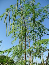 When seedlings are large enough to handle, pot them up separately. Forum Drumstick Tree