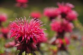 Image result for Monarda