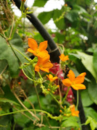 Image result for Diplocyclos