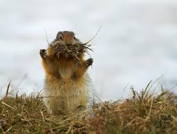 Bite Off More Than You Can Chew Gif Don T Bite Off More Than You Can Chew Animals Groundhog Pictures Pets