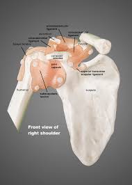 Tendon diagram of calf and knee. Anatomy Of The Shoulder Ut Health San Antonio