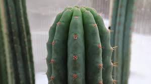 Have you ever had a droopy / floppy columnar cactus in your collection? Trichocereus Bridgesii Echinopsis Lageniformis Mega Page