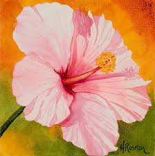 Image result for Hibiscus seineri