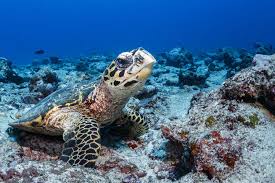 Hawksbill sea turtles have been swimming in the oceans for much longer than humans have been on the earth. Why Are Hawksbill Turtles Critically Endangered Olive Ridley Project