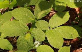 Image result for Nesogenaceae