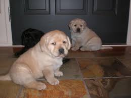 We take great pride in providing some of the best training and training environments you can find in oregon. Puppy Fluffy German Shepherd Labrador Puppy Fluffy German Shepherd Rottweiler Novocom Top