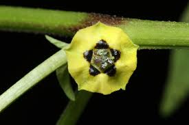 Image result for Physalis lagascae