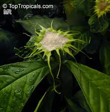 Image result for Dorstenia psilurus