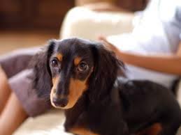 Dachshund miniature for sale adoption illinois. Adopt Baron Il On Petfinder Dog Breeds Guard Dog Breeds Dachshund