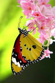 Maybe you would like to learn more about one of these? Butterflies Photo Beautiful Butterfly Butterfly Photos Beautiful Butterflies Colorful Butterflies