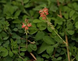 Image result for Indigofera spicata