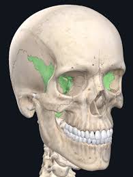Image result for Sphenoid Bone