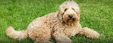 Thus, we've created a list of the top 6 goldendoodle breeders in florida. Labradoodle Goldendoodle Breeder Southerndoodlin San Antonio Texas