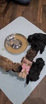 We did not find results for: Bb S Imperial Shih Tzus Home Facebook