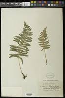 Image result for Thelypteris confluens