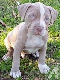 Pin By Tatyana Allen On Dog Pitbull Puppies Pitbulls Pitbull Puppies For Sale