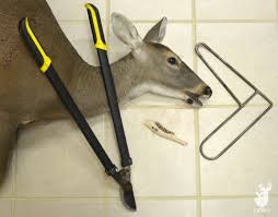 how to photograph a deer jawbone for aging qdma