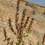 Image result for Suaeda vermiculata