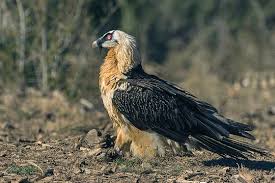 Een lammergier heeft een spanwijdte van drie meter. Gnvdd Zeer Zeldzaam Bezoek Van Lammergier Aan Nederland Animals Today