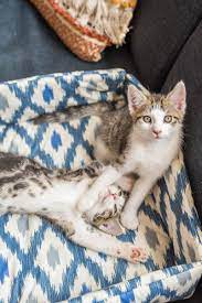 Diy Katzenbett Selber Nahen Leelah Loves Katzen Bett Diy Katzenbett Katzenbett