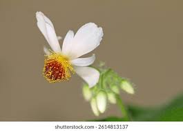 Image result for Sparrmannia ricinocarpa