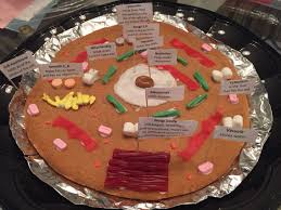 Check spelling or type a new query. 8 Best Edible Animal Cell Model Ideas Edible Animal Cell Animal Cells Model Cell Model