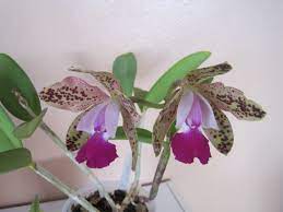 Cattleya Green Emerald Queen Buds Not Quite Open Orchids Cattleya Vegetable Garden
