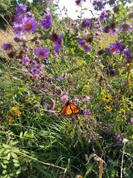 One million blooms south of Rolla