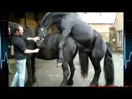 Explore and watch the best 60+ decken videos. Paarung Bester Moment Big Pferde Video Pferde Videos Pferde Videos