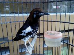 Decu kembang … ciri ciri perbedaan antara decu jantan dan decu betina on kicau. Ciri Khas Burung Anis Kembang Di Daerah Asalnya