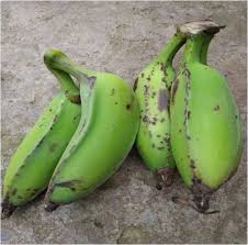 Jun 28, 2017 · cultivated banana plants vary in height depending on the variety and growing conditions. The Traditional And Therapeutic Use Of Banana And Its Plant Based Delicacies In Ethnic Assamese Cuisine And Religious Rituals From Northeast India Journal Of Ethnic Foods Full Text