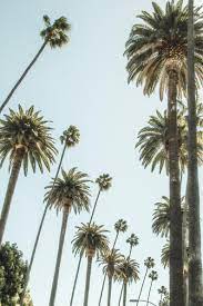Street Of Palm Trees Streets Of Palm Trees California Palm Etsy In 2021 Palm Tree Photography California Palm Trees Palm Tree Pictures