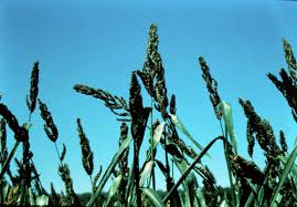 Image result for Echinochloa frumentacea