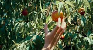 Call Me By Your Name Peach Scene Book Call Me By Your Name Call Me Names Italian Summer